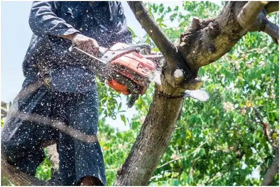 tree services Diamondville